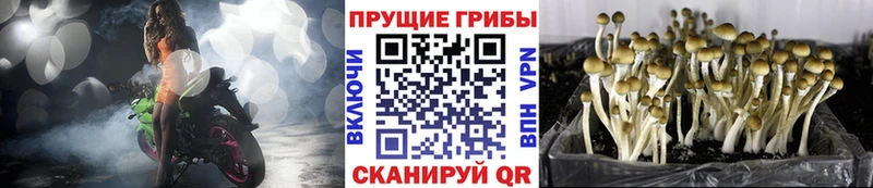 Купить где  Кувандык  Галлюциногенные грибы мухоморы 